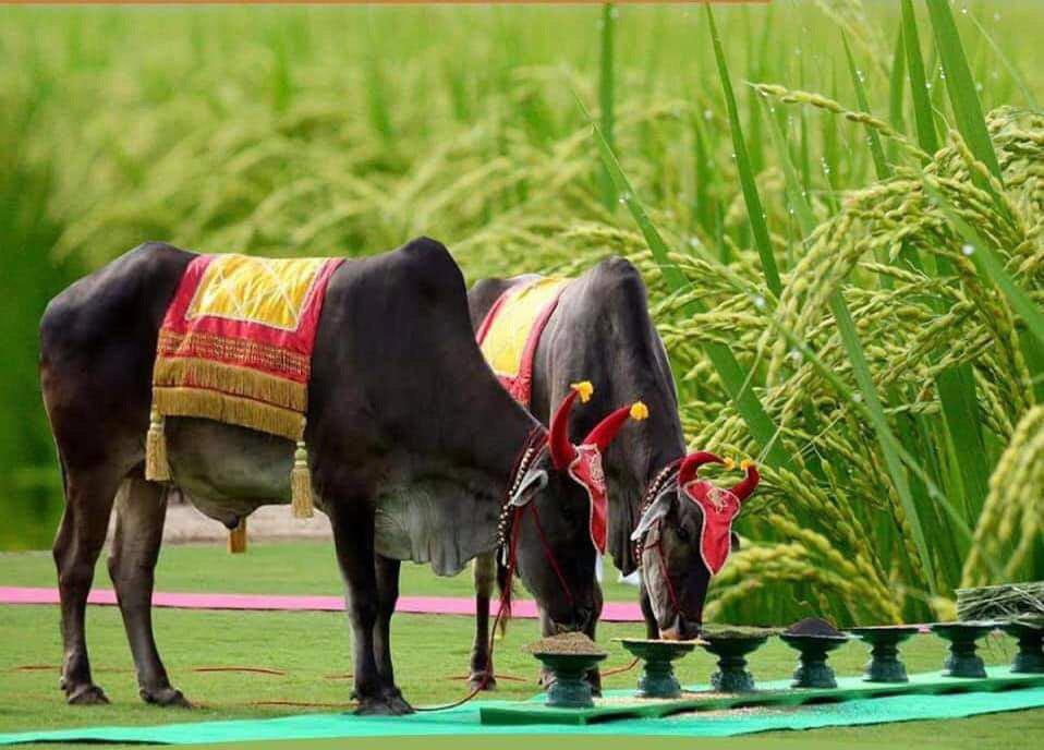 លទ្ធផលនៃការផ្សងតាមរយៈការបរិភោគរបស់គោឧសភរាជ ឆ្នាំនេះ ពិតជាល្អ!